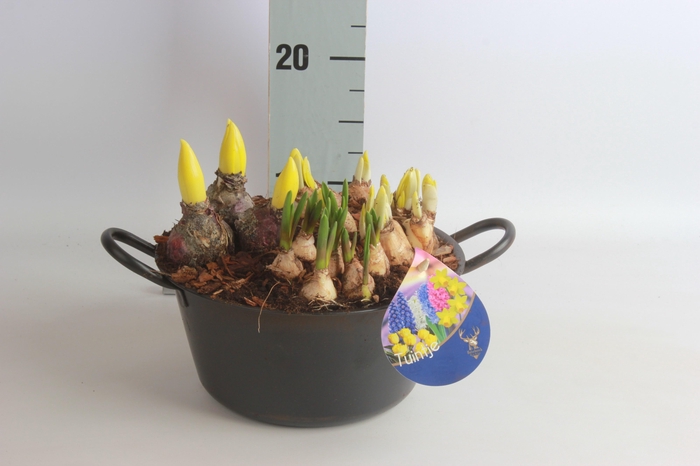 <h4>ARR BOL KNOLGEWAS</h4>