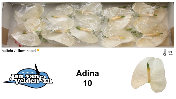 <h4>Anthurium Adina</h4>