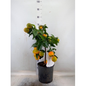 Citrus limetta