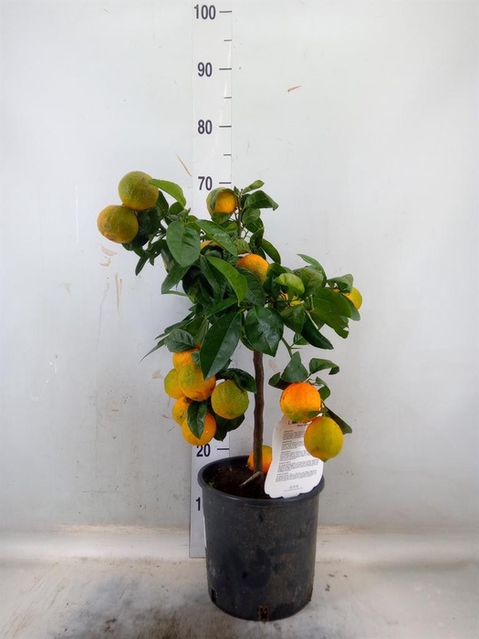 <h4>Citrus limetta</h4>