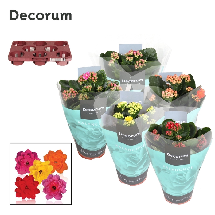 <h4>Kalanchoe Decorum - 5 Colors Mix</h4>