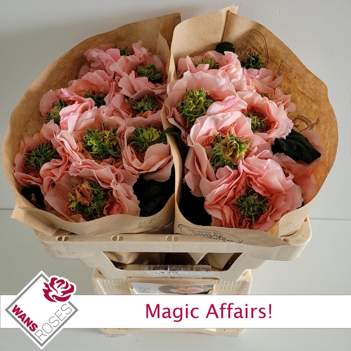 <h4>R GR MAGIC AFFAIRS!</h4>
