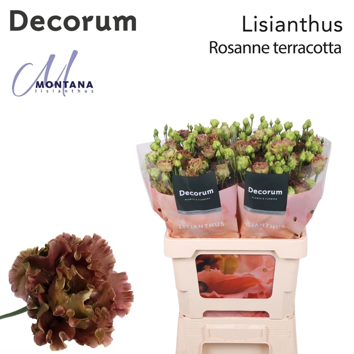 <h4>Eust Rosanne Terracotta Montana</h4>