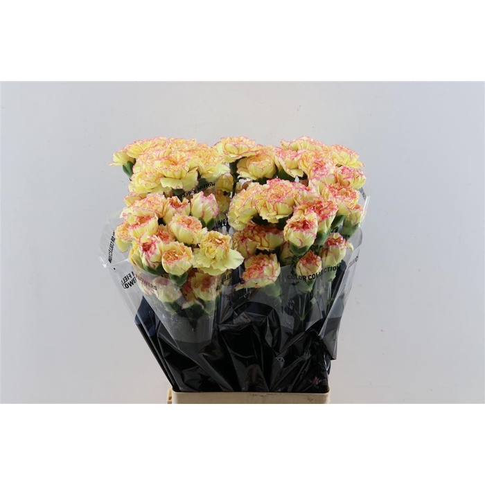 <h4>Di St Fiesta Komachi</h4>