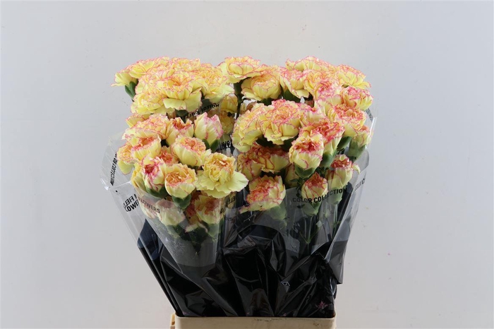 <h4>Di St Fiesta Komachi</h4>