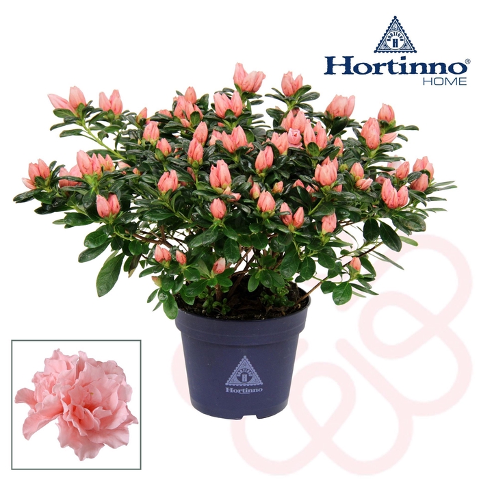 <h4>Rhododendron Christine</h4>