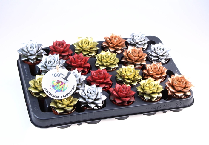 <h4>Echeveria purpusorum</h4>