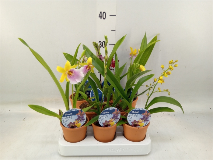 <h4>Cambria   ...mix</h4>