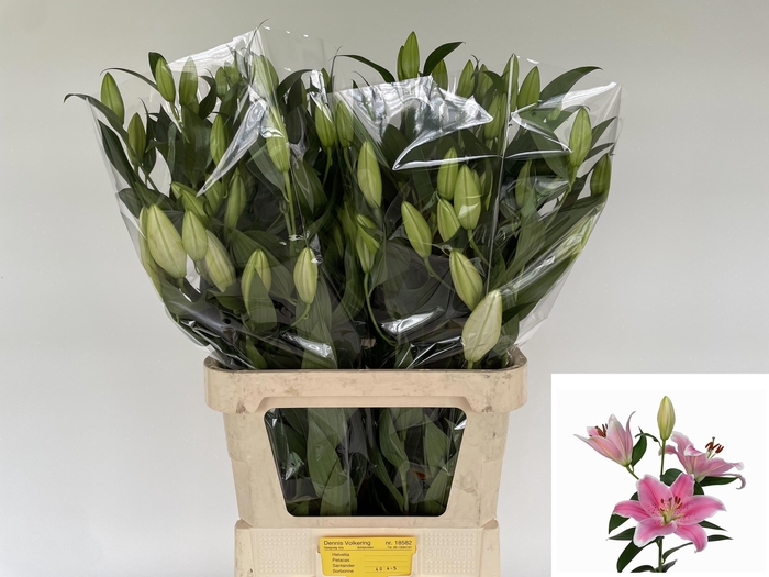 <h4>LI OR SORBONNE</h4>