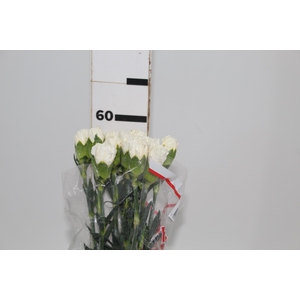CRAVO PARU 060 CM