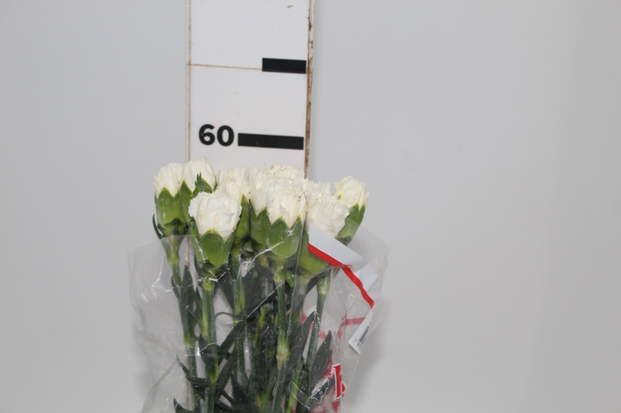 CRAVO PARU 060 CM