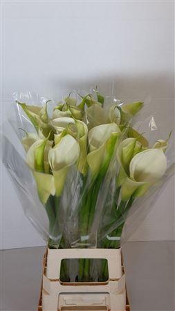 <h4>ZANT AE WHITE DREAM</h4>