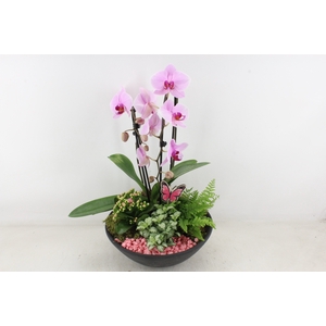arr2 PL - Ebbischaal phal cascade roze