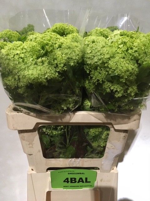 <h4>VIBURNUM ROSEUM ST</h4>