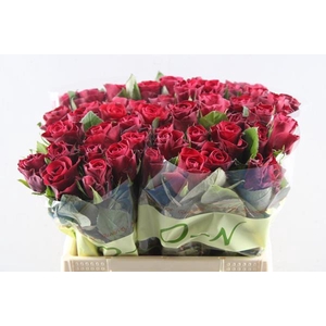 R Gr Red Tacazzi+ L40