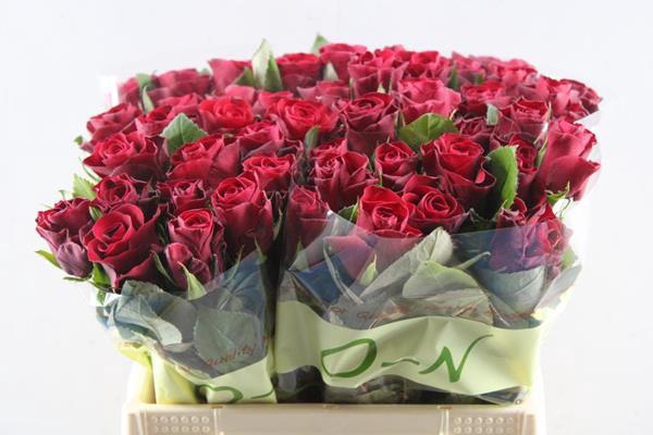 <h4>R Gr Red Tacazzi+ L40</h4>