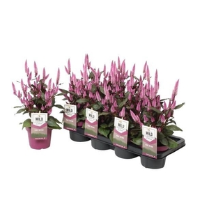 CEL WILD PINK