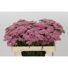 Achillea Millefolium Bianca Classic