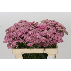 Achillea Millefolium Bianca Classic