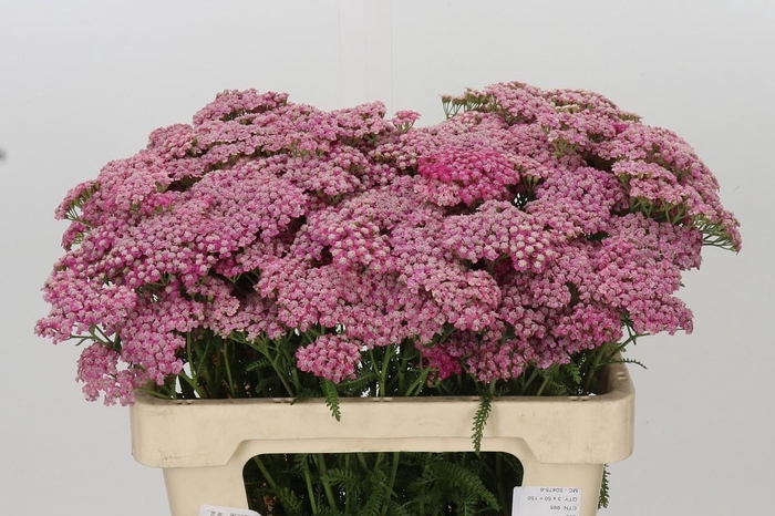 <h4>Achillea Millefolium Bianca Classic</h4>