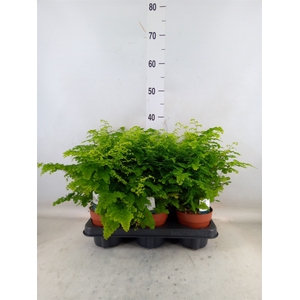 Adiantum raddi. 'Fritz-Luthi'