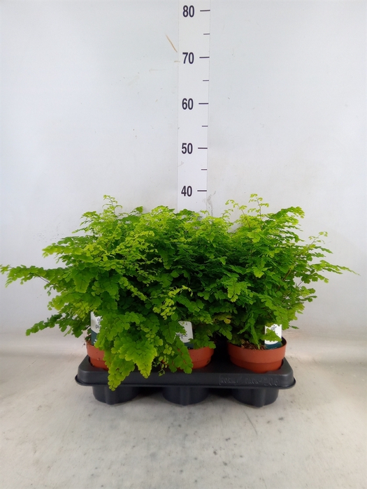 <h4>Adiantum raddi. 'Fritz-Luthi'</h4>
