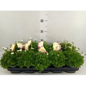 Saxifraga arend. 'Ice Colour Pearl'