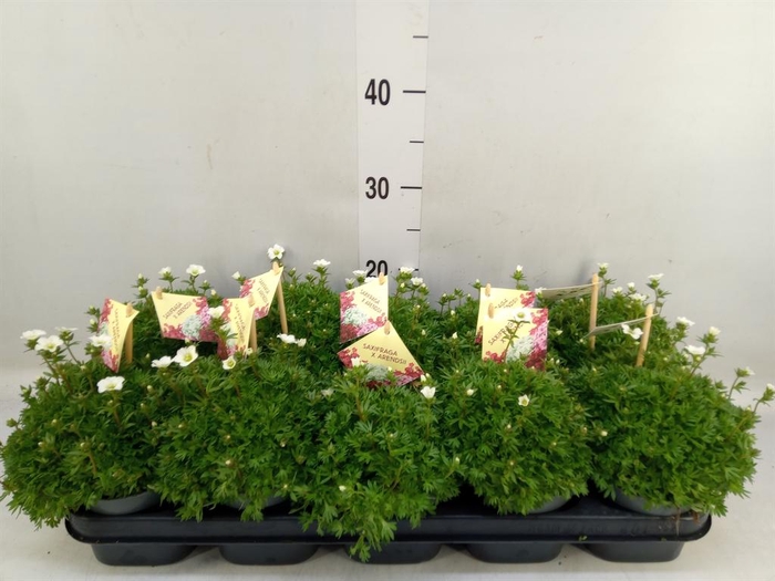 <h4>Saxifraga arend. 'Ice Colour Pearl'</h4>