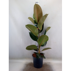 Ficus elastica 'Robusta'
