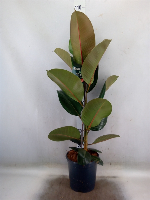 <h4>Ficus elastica 'Robusta'</h4>