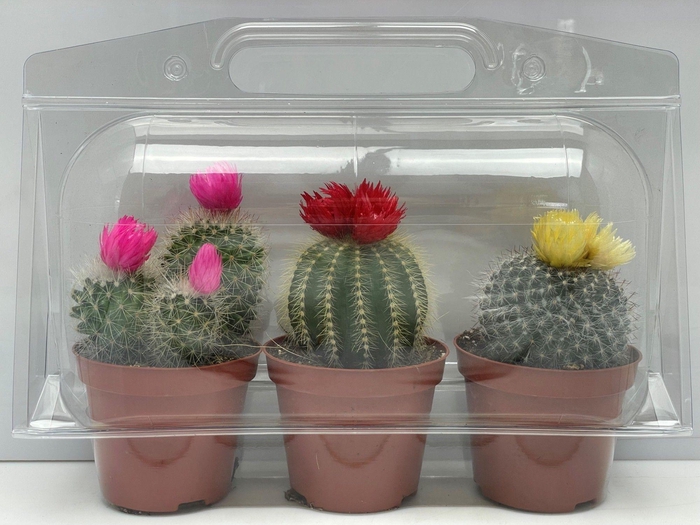 <h4>CACTUS VERSIERD</h4>