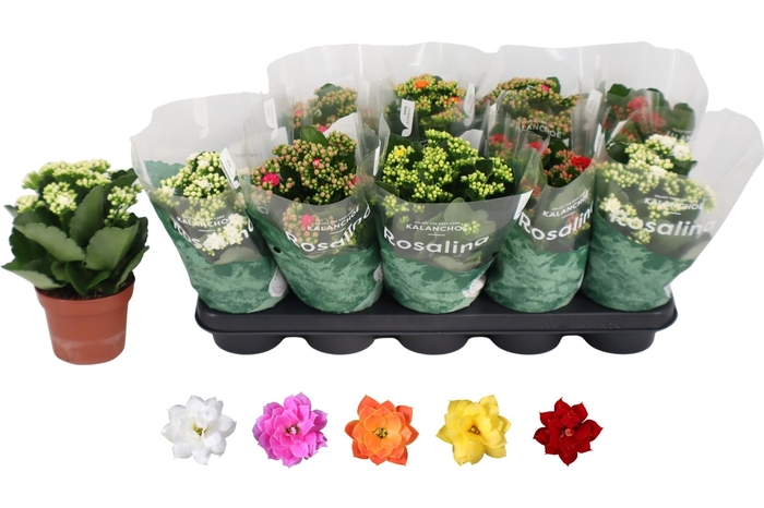 <h4>KAL GE RO GEM 5 KL</h4>