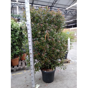 Photinia fraseri 'Red Robin'