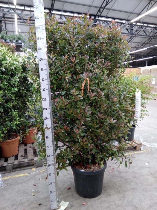 <h4>Photinia fraseri 'Red Robin'</h4>