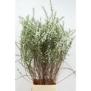 SPIR PRUN PLENA VERTAKT PER STEM 140CM