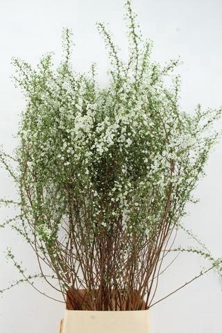 <h4>SPIR PRUN PLENA VERTAKT PER STEM 140CM</h4>