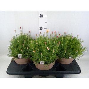 Rhodanthemum hosm. 'Zagora Orange'