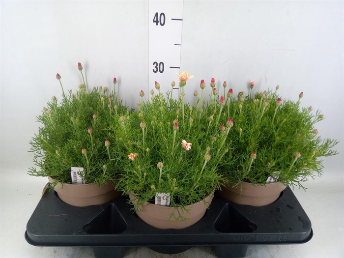 <h4>Rhodanthemum hosm. 'Zagora Orange'</h4>