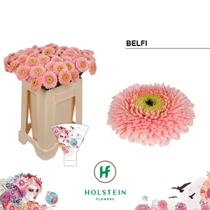 GERBERA MIB 'GERPONI BELFI'