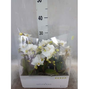 Phalaenopsis multi.   ...white