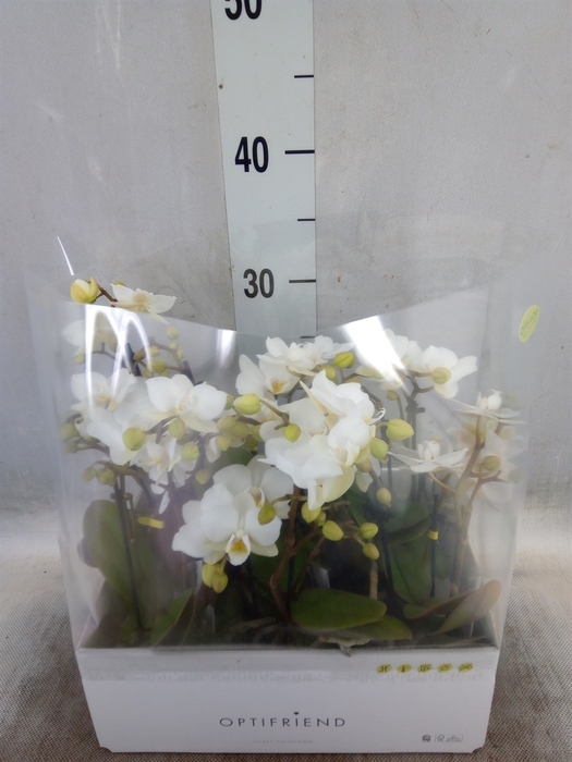<h4>Phalaenopsis multi.   ...white</h4>