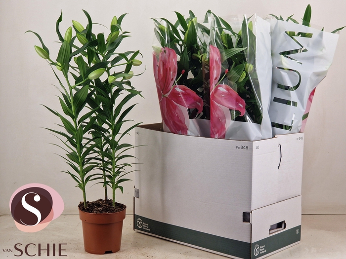 <h4>LIL OR ROSEL ESRA</h4>