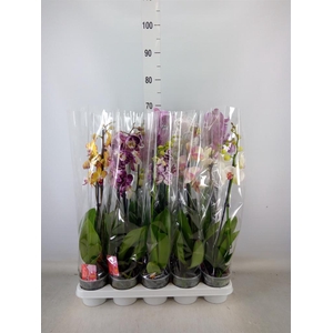 Phalaenopsis   ...mix