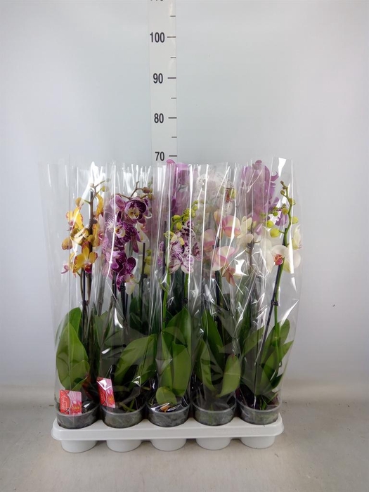 <h4>Phalaenopsis   ...mix</h4>
