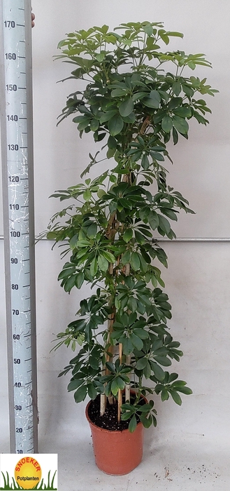 <h4>SCHEF AR COMPACTA</h4>