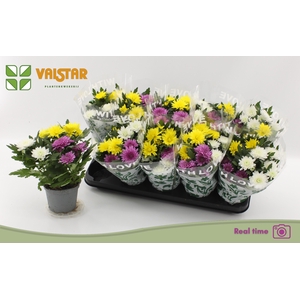 CHRYS DA VINC GEM PT