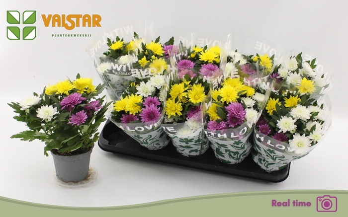 <h4>CHRYS DA VINC GEM PT</h4>