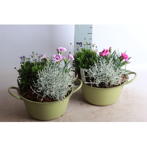 ARR TUINPLANTEN