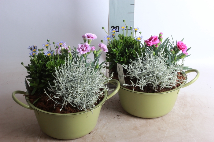 <h4>ARR TUINPLANTEN</h4>