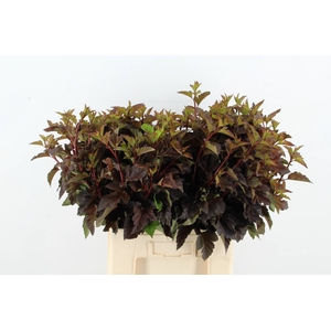 PHYSOCAR BLAD D.ROOD